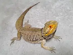 有鱗類のフトアゴヒゲトカゲ Pogona vitticeps