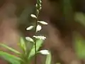 花序の拡大（沖縄）