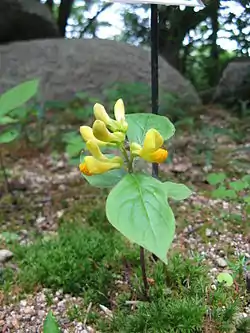 カキノハグサ