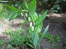 Polygonatum odoratum