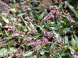 Polygonum longisetum