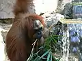 餌を食べるスマトラオランウータン