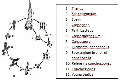 1b. アマノリの生活環：1. 配偶体 (葉状体), 2. 造精器 (精子嚢), 3. 不動精子, 4. 造果器, 5. 受精した造果器, 6. 果胞子嚢 (接合胞子嚢), 7. 果胞子 (接合胞子), 8-9. 胞子体 (糸状体), 10. 殻胞子嚢, 11. 殻胞子, 12. 配偶体の幼体.