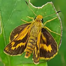 キマダラセセリPotanthus flavus