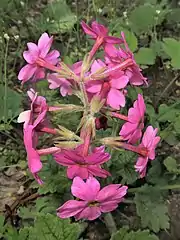 花柄と萼片に白い長毛が生える。