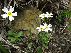 ヒメコザクラ早池峰山