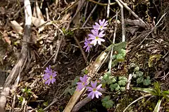 神奈川県丹沢山地檜洞丸2011年5月上旬