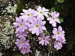 花冠は紫紅色で、花喉部は淡橙黄色、高杯状で径約2cm、先端は5裂して広く開き、裂片の先は約3分の1まで2裂する。