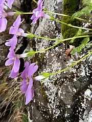 先端に1-3個の花を散形につける。花茎の苞は披針形。萼片は半ばまで5裂し、無毛。