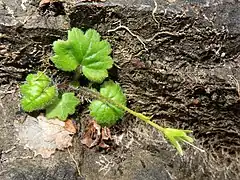 花茎の基部には開出した軟毛が生える。