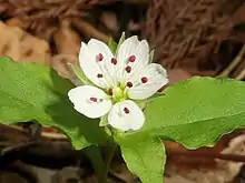 花弁の先は浅くへこむ。雄蕊は10個、花柱は3個ある。