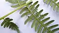 葉の縁沿いに伸びた胞子嚢群Pteridium arachnoideum（ワラビ属）