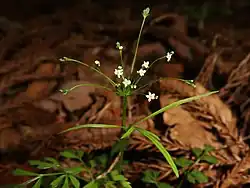 茎葉は単羽状複葉で、羽片は細い線形。複散形花序の花柄は糸状。小花柄は2-3個あって短く、白色の小型の5弁花をつける。