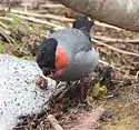 木の実を食べるウソ（オス）