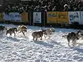 レースにて競技場を疾走する橇犬たち（ユーコン・クエスト2003年）