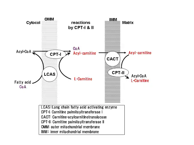 ミトコンドリア膜を脂肪酸が通過する際の反応。(1) 細胞質で遊離していた脂肪酸は、外膜に存在するLCASによって、CoAと結合させられ、アシルCoAに変換される。(2) 外膜は様々な物質を通過させるためのポリンが存在し、比較的簡単に通過できる。これに対して、内膜は物質をあまり透過させず、アシルCoAは内膜を通過できない。(3) アシルCoAは外膜に存在するCPT-Ⅰによって、CoAが取り外され、代わりにL-カルニチンが結合させられ、アシルカルニチンに変換される。(4) アシルカルニチンは、CACTを通して内膜を通過し、ミトコンドリアのマトリクスへ運搬される。(5) アシルカルニチンは、内膜の内側に存在するCPT-Ⅱによって、L-カルニチンが取り外され、代わりにCoAが結合され、再びアシルCoAに変換される。(6) ミトコンドリアのマトリクスに入ったアシルCoAは、β酸化が行われ、分解されてゆく。一方で、取り外されたL-カルニチンは、内膜を通過し、再び脂肪酸の輸送などに使用される。ただし、先天性カルニチン欠乏症、CPT-Ⅰ欠乏症、CPT-Ⅱ欠乏症、CACT欠乏症の場合には上述のステップとは異なる。