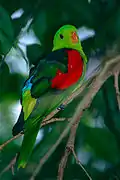 Red-winged parrot