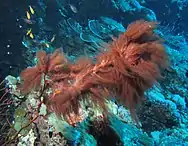 Red_cyanobacteria_on_dead_gorgonian