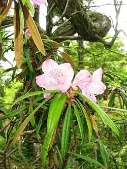 ホソバシャクナゲ（2012年5月・東京大学植物園日光分園）