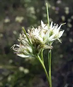 開花期の花序の拡大像