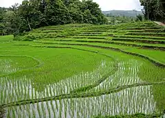 タイ王国 チェンマイ県の田