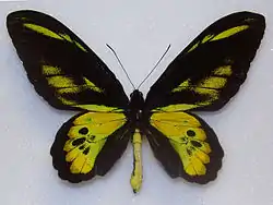 Ornithoptera rothschildi  ロスチャイルドトリバネアゲハ♂