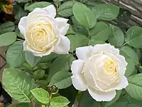 薔薇の品種「ロイヤルプリンセス」