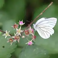 淡紅色の花を吸蜜中のモンシロチョウの仲間