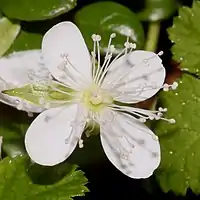 花弁が4個の花、雄蕊は多数