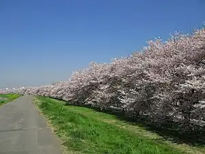 熊谷桜堤（埼玉県熊谷市）