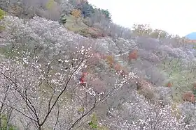 桜山公園（群馬県藤岡市）