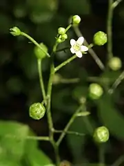 花冠は白色で、小さく、5裂する。