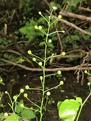 総状花序につけ、まばらに10-20個の花をつける。花柄の途中に披針形の小苞がある。