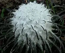 ワタゲトウヒレンセーター植物の例