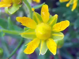 Saxifraga aizoides