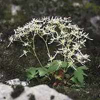 葉は根生し、花茎をだし、円錐花序