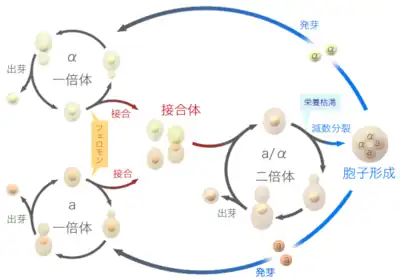 S.cerevisiae life cycle