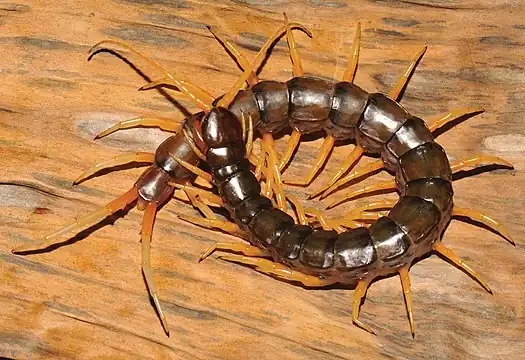 半水棲の Scolopendra cataracta