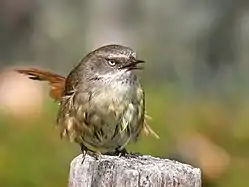 ハシブトセンニョムシクイ