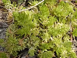 Sedum mexicanum