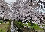 引地川の千本桜（大和市）