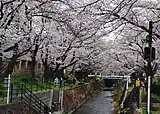 引地川の千本桜（大和市）