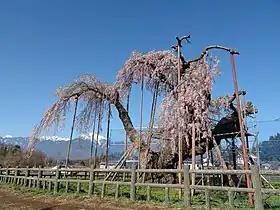 神田の大イトザクラ