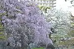 枝垂れ桜