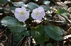 春に登山道脇ではイワウチワの花が見られる