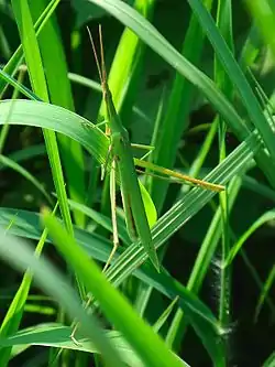 ショウリョウバッタ（オス）