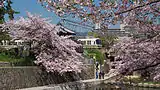 夙川公園・夙川河川敷緑地（兵庫県西宮市）