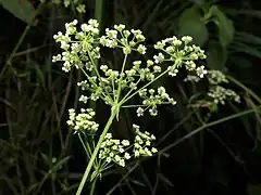 複散形花序の下の総苞片および小花序の下の小総苞片は披針形で小さく、反曲して下に垂れる。