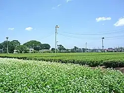 蕎麦畑と狭山茶の茶畑