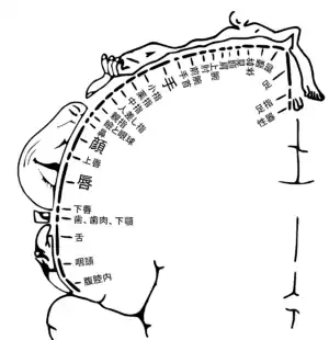 感覚のホムンクルス。図中の皮質の各領域が、対応する体の各部位からの入力を受けている。